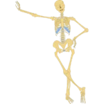Vitamin C deficiency and bone health risk of osteoporosis.