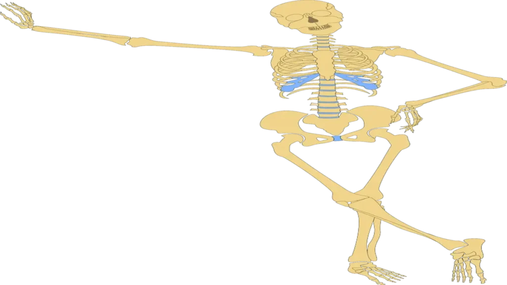 Vitamin C deficiency and bone health risk of osteoporosis.