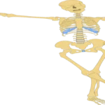 Vitamin C deficiency and bone health risk of osteoporosis.