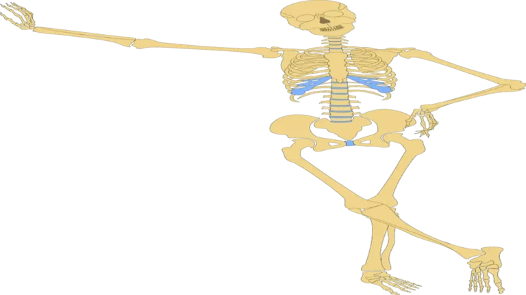 Vitamin C deficiency and bone health risk of osteoporosis.