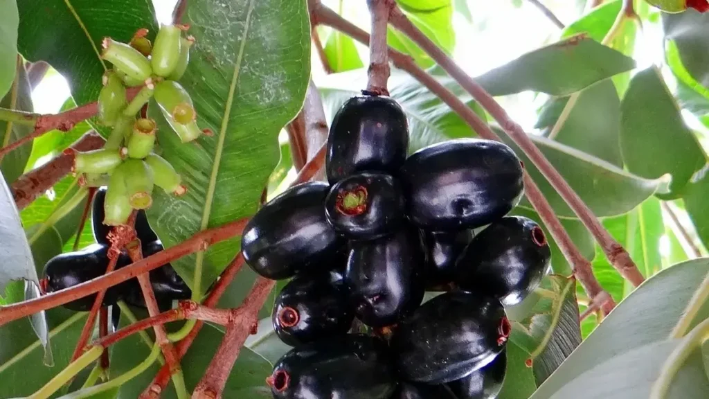 Jamun and mango fruits side by side comparing health benefits.