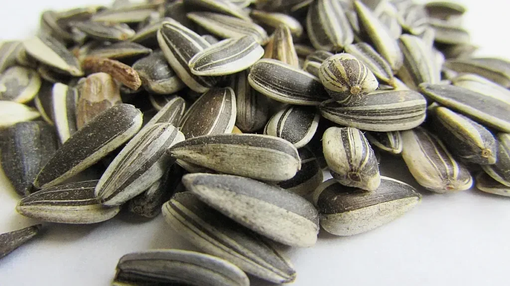 Sunflower seeds nutritious snack with health benefits.