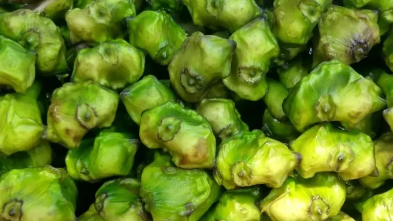 Singhara (water chestnut): nutritious winter food rich in nutrients.