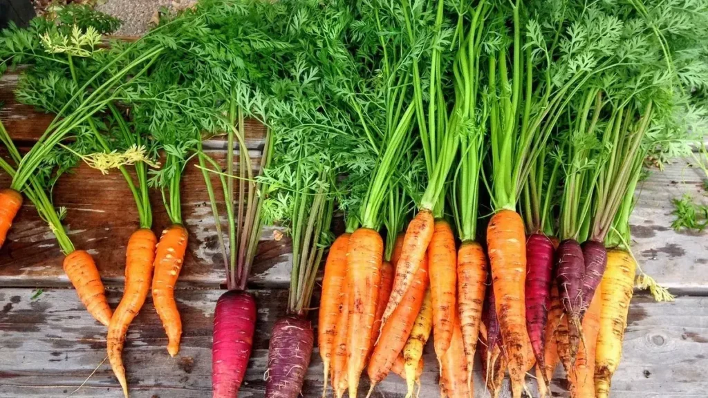 Carrot kanji a plant-based probiotic drink made from fermented carrots.