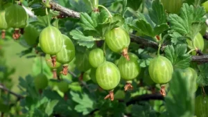 Fresh amla fruits and a glass of amla juice.