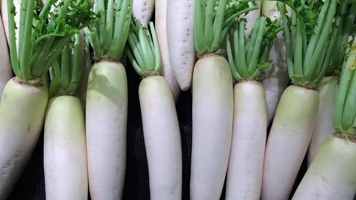 Fresh radish roots whole and sliced