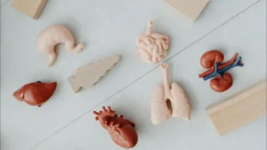 Illustration showing a human gut and lungs, connected by arrows representing gut‑lung connection.