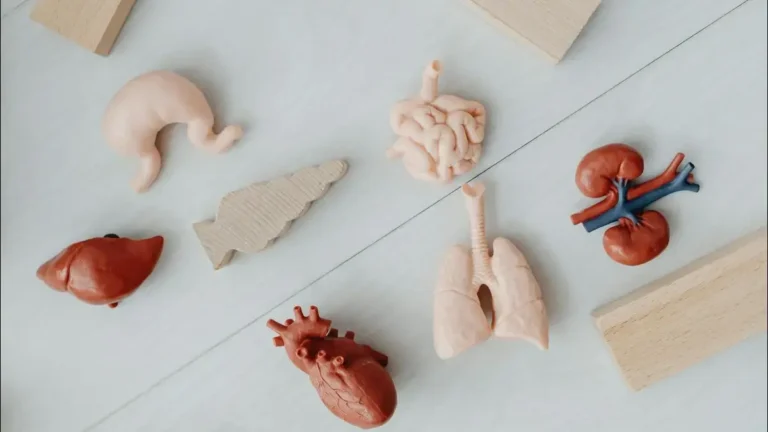 Illustration showing a human gut and lungs, connected by arrows representing gut‑lung connection.