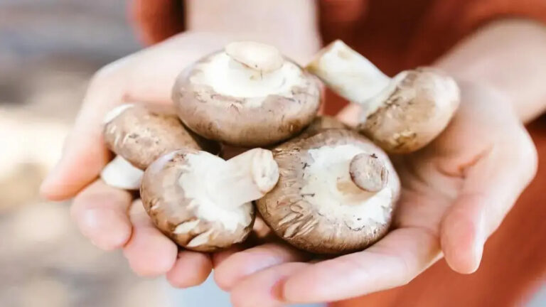 Assorted edible mushrooms on a wooden cutting board for heart health and blood pressure support