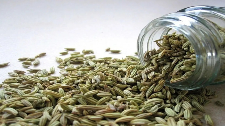 Fennel plant with green fronds and seeds showing its digestive and wellness benefits