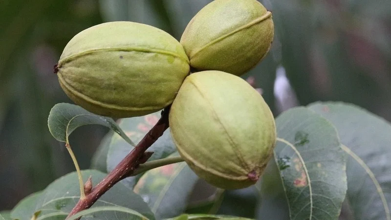 Pecans in a bowl highlighting health benefits for heart, metabolism, and blood sugar control