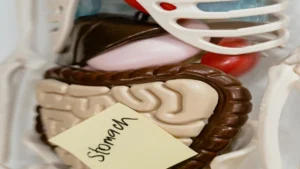 Gut microbiome illustration showing beneficial bacteria, digestion, and immune function