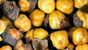 Black chickpeas (kala chana) in a bowl with concept of back pain and spine health