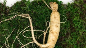 Black ginseng root used in herbal medicine for skin aging, collagen protection, and anti-inflammatory benefits.
