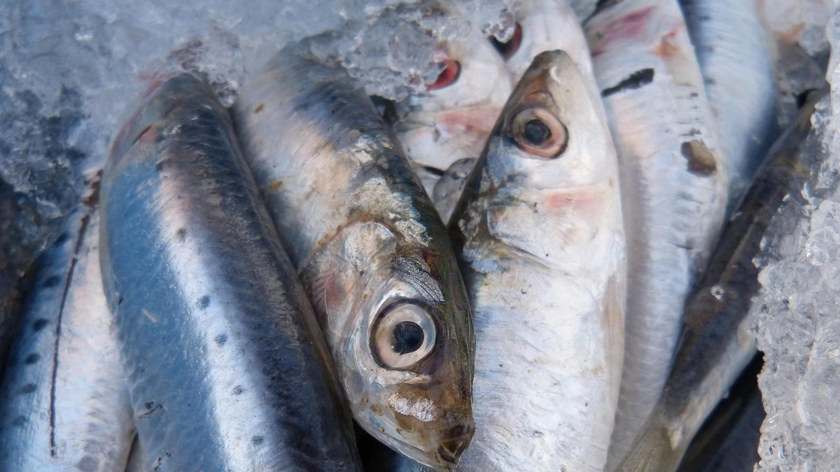 Sardines rich in calcium, vitamin D, omega‑3, and vitamin K on a plate.
