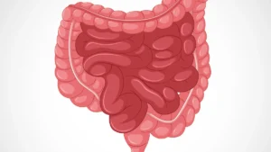 Illustration of the human digestive system showing gut bacteria influencing blood sugar and insulin resistanceGut health plays a key role in regulating blood sugar and insulin sensitivity